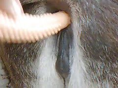 Animal Dildo Videos photo 9